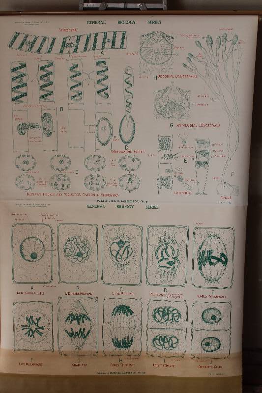 lot 7746 image: Retractable Classroom Science Chart- Algae and Cell Division- Cool