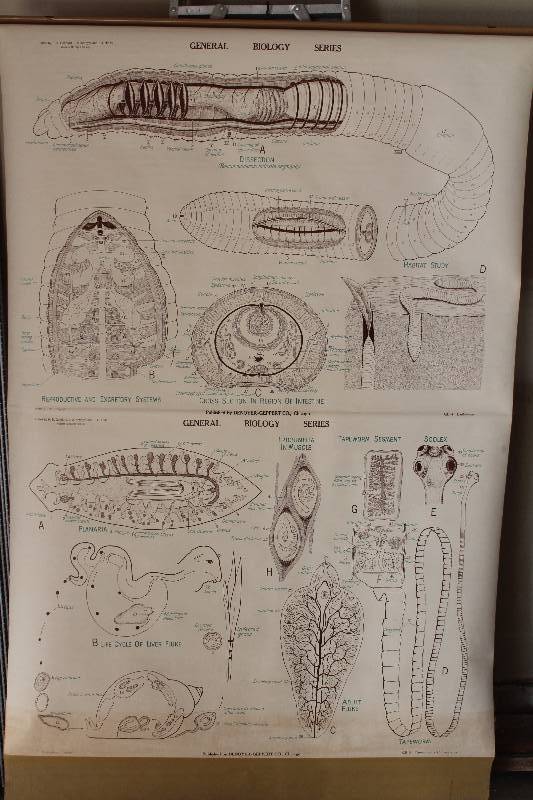 lot 7747 image: Classroom Science Chart- Retractable- Worms- Neat