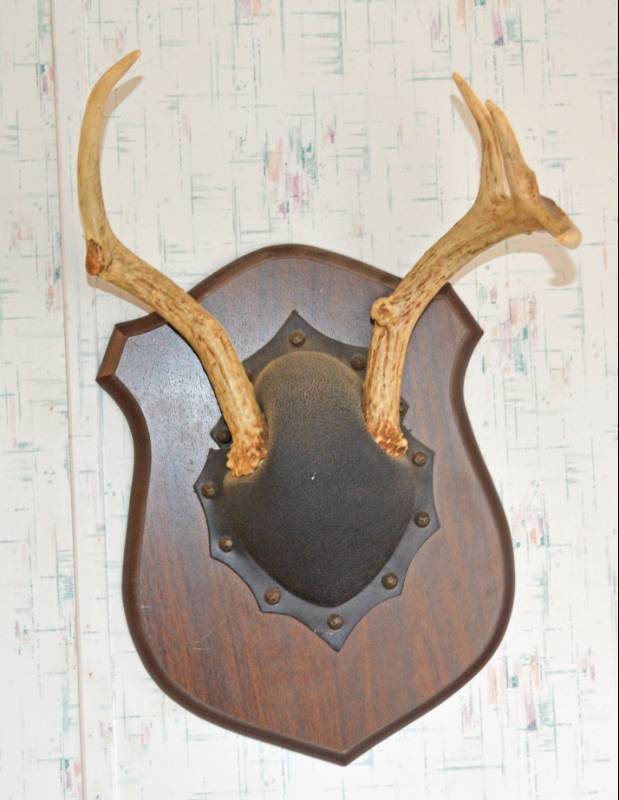 lot 3194 image: Horns on a Board - Cool Cabin Decor