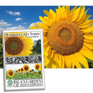 lot 7429070 image: Mammoth Grey Stripe Sunflower Flower Seeds, 50 Heirloom Seeds Per Packet, (Islas Garden Seeds), Non GMO Seeds, Botanical Name Helianthus annuus