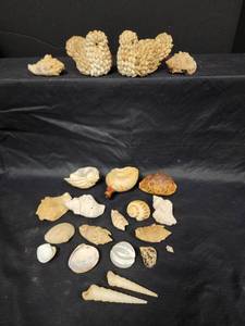 lot 498 image: Two Doves Made of Shells, Shells Pipe and other Asst Sea Shells
