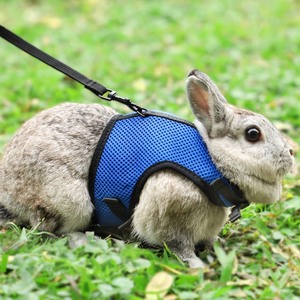 lot 7627280 image: PETTOM Bunny Rabbit Harness with Stretchy Leash Cute Adjustable Buckle Breathable Mesh Vest for Kitten Small Pets Walking (S(Chest9.8-12.5 in), Blue)