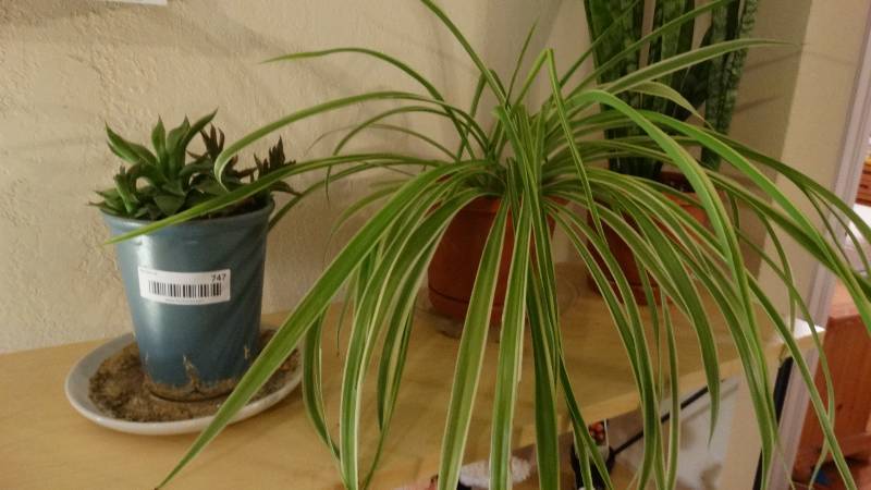 lot 747 image: 3 live potted plants