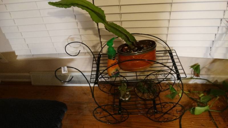 lot 748 image: 3 live cactus w metal plant stand