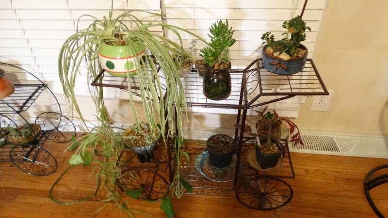 lot 749 image: Various live potted plants w metal plant stand