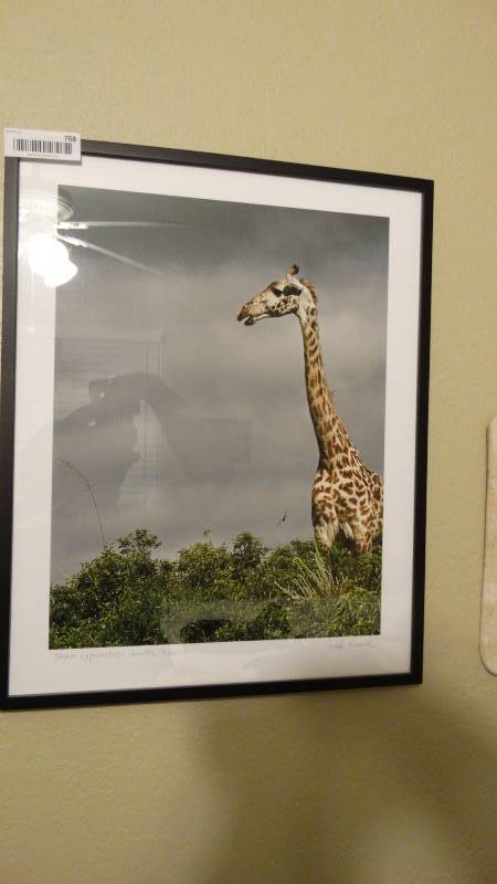 lot 768 image: Framed photo- Storm Approaches Giraffe Tanzania- Signed by artist