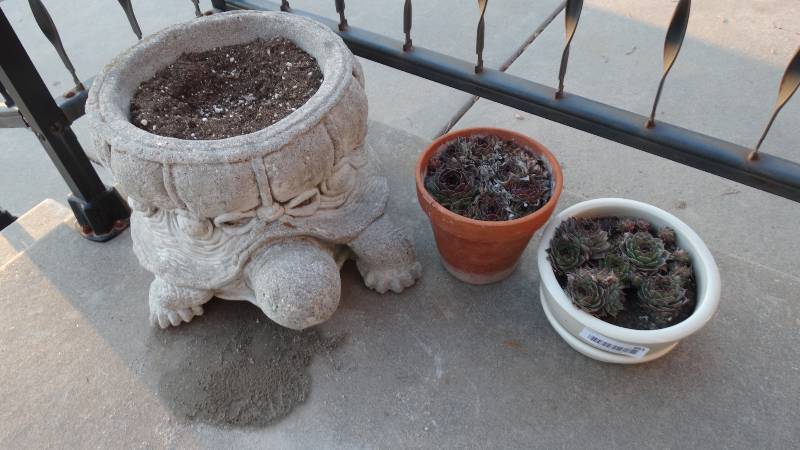 lot 883 image: Concrete turtle planter & 2 small planters