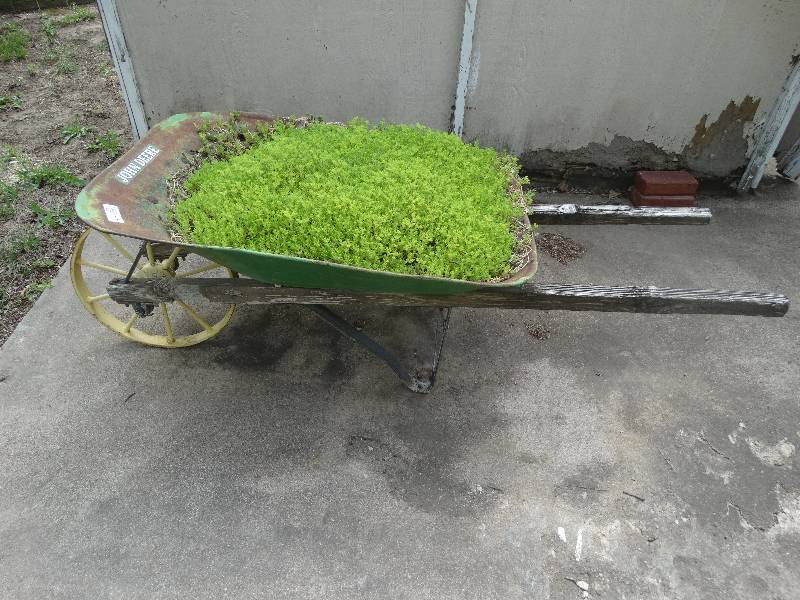 lot 2333 image: Wheelbarrow planter