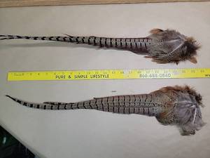 lot 30005 image: Natural Long Pheasant Tail Feathers