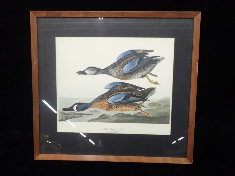 lot 2240 image: Print of Blue- Winged Teal
