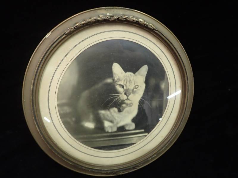 lot 2250 image: Framed picture of a Cat