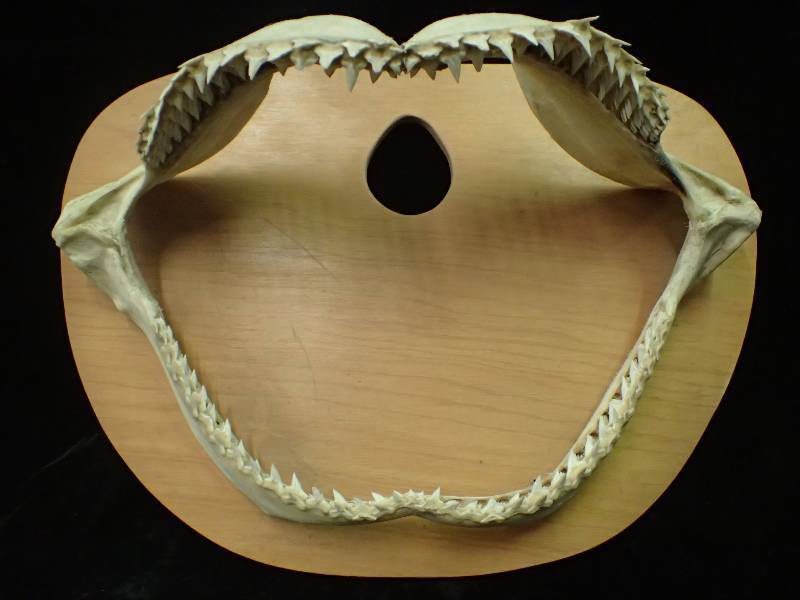 lot 2254 image: Great White Shark Jaw