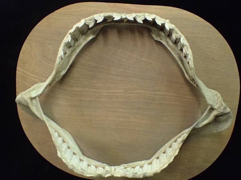 lot 2255 image: Mounted Tiger Shark Jaw