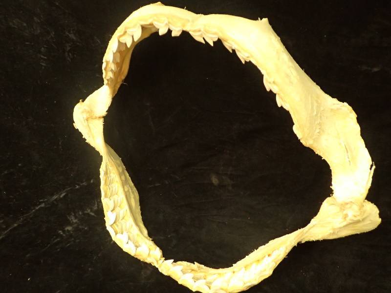 lot 2256 image: Tiger Shark Jaw