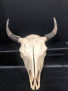 lot 199 image: Buffalo Skull