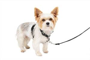 lot 8361 image: PetSafe 3 in 1 Dog Harness - No Pull Solution for Dogs - Reflective Dog Harness - Front D-Ring Clip Helps Stop Pulling - Comfortable Padded Straps - Top Handle Enhances Control - Black - Extra Small