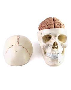 lot 9917 image: QWORK Human Skull and Brain Anatomy Model, 11 Parts, Life Size, Numbered, Anatomically Accurate, for Science Medical Teaching Learning
