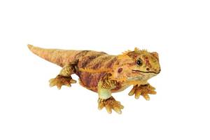 lot 4000 image: Wild Republic Living Earth Bearded Dragon, Stuffed Animal, 24 inch, Plush Toy, Fill is Spun Recycled Water Bottles