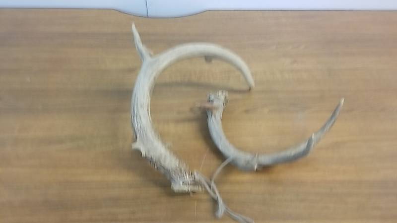lot 4113 image: Elk Antlers- Rattlers