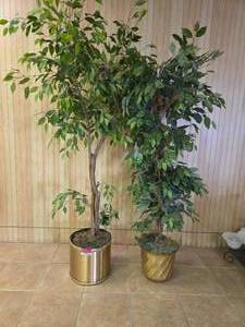 lot 24620 image: Artificial Ficus Trees with Gold Metallic Planters - Set of 2