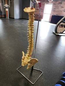lot 21081 image: Medical Anatomical Spine Model with Stand