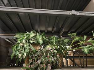 lot 15712 image: Assorted Lot of Faux Plants