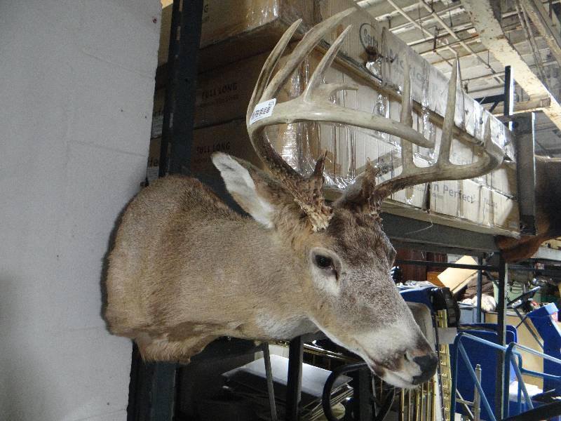 lot 411 image: Nice taxidermy buckdeer shoulder mount