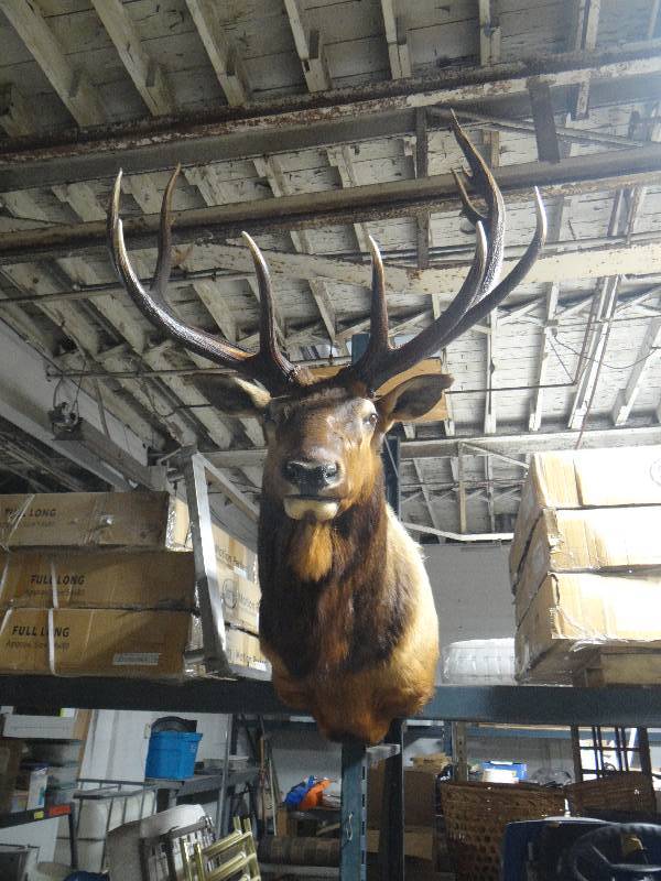 lot 412 image: HUGE Beautiful Elk shoulder taxidermy mount- Excellent Large Elk Mount