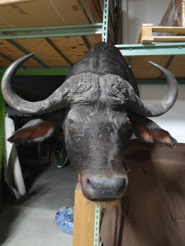 lot 413 image: Large African Cape Buffalo shoulder taxidermy mount-