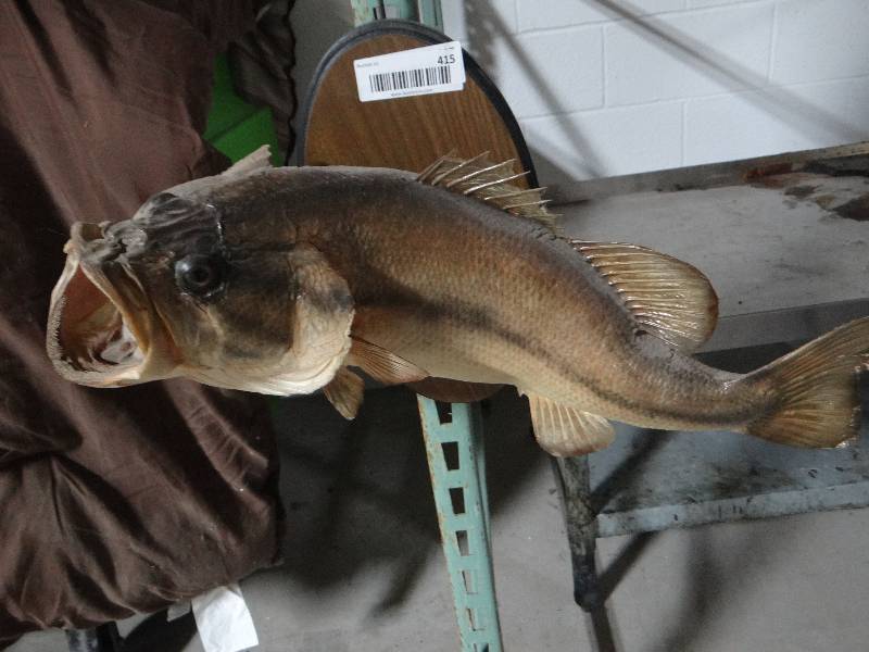 lot 415 image: Taxidermy bass mount on wood plaque