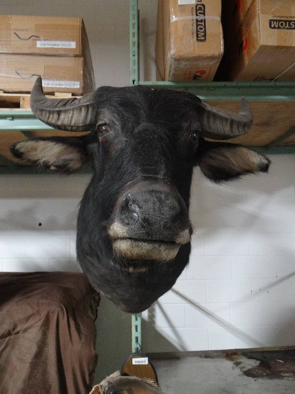 lot 416 image: LARGE water buffalo taxidermy shoulder mount
