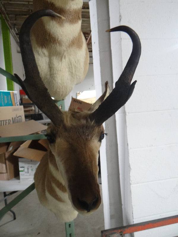 lot 417 image: Antelope taxidermy shoulder mount
