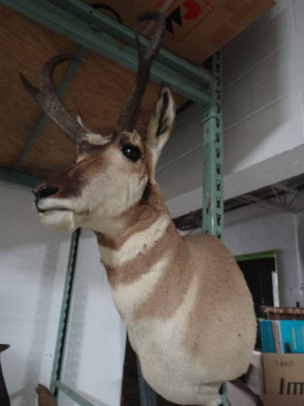 lot 418 image: Antelope taxidermy shoulder mount