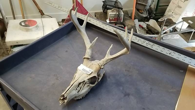 lot 7020 image: European Style Mount- Deer Skull and Rack