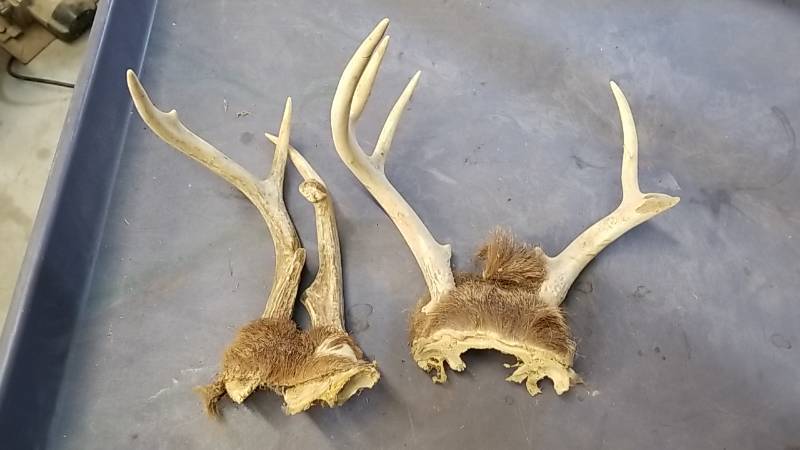lot 7019 image: Pair of Small Deer Racks