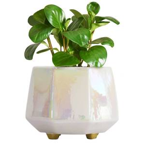lot 10497 image: YQSLYSF 6 Inch Ceramic Planter for Indoor Plants - Plant Pots with Drainage Hole - Modern Minimalist Flower Pot for Succulents and Herbs