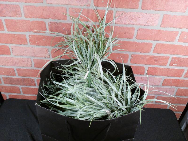 lot 34 image: Designers Excellence 246159 Artificial Monkey Grass Bush