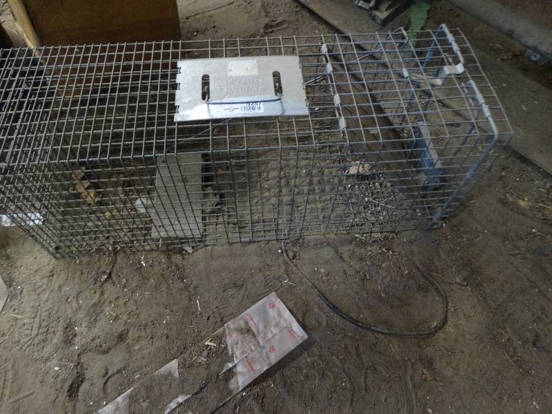 lot 5257 image: Racoon trap.