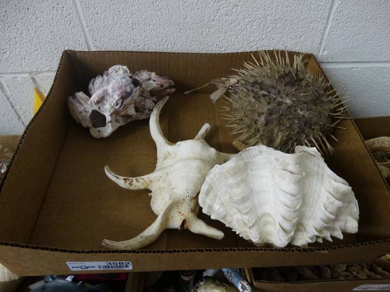 lot 3582 image: Lot of Various Sea Shells.