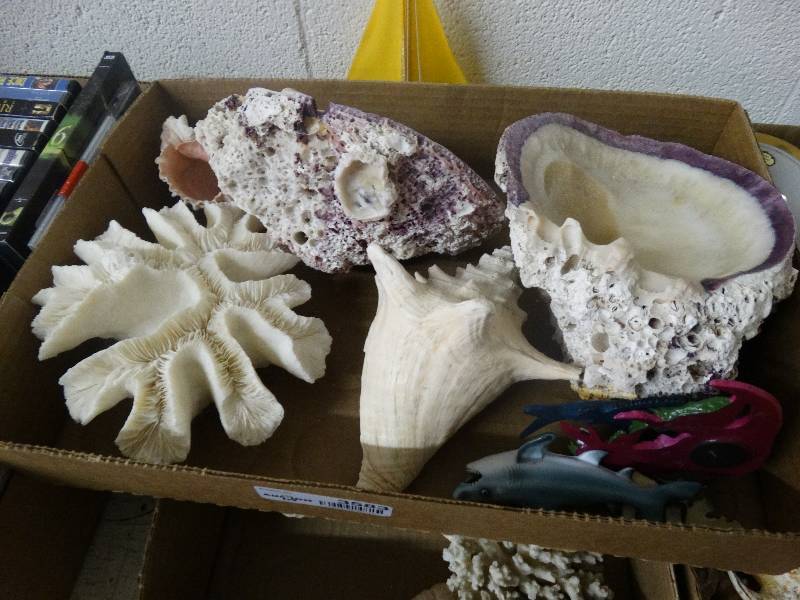 lot 3583 image: Lot of Various Sea Shells.