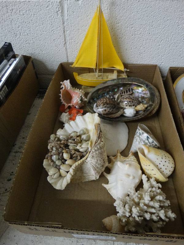lot 3584 image: Lot of Various Sea Shells.