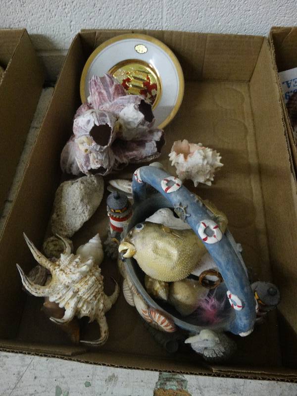 lot 3585 image: Lot of Various Sea Shells.