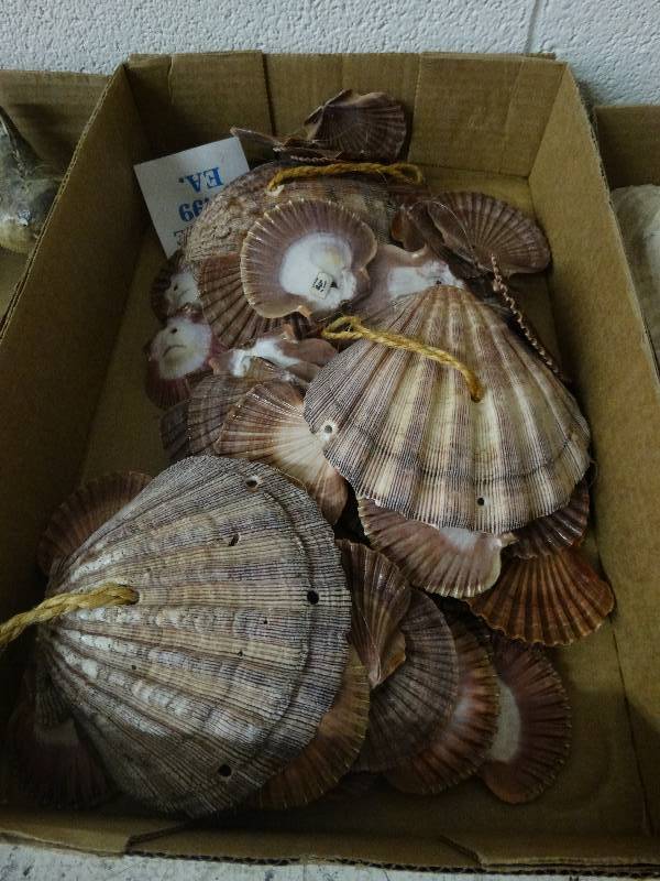 lot 3587 image: Lot of Various Sea Shells.