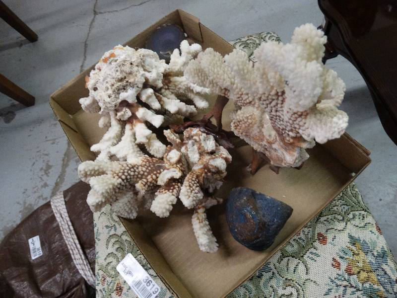 lot 3623 image: Lot of Sea Coral & Geodes.