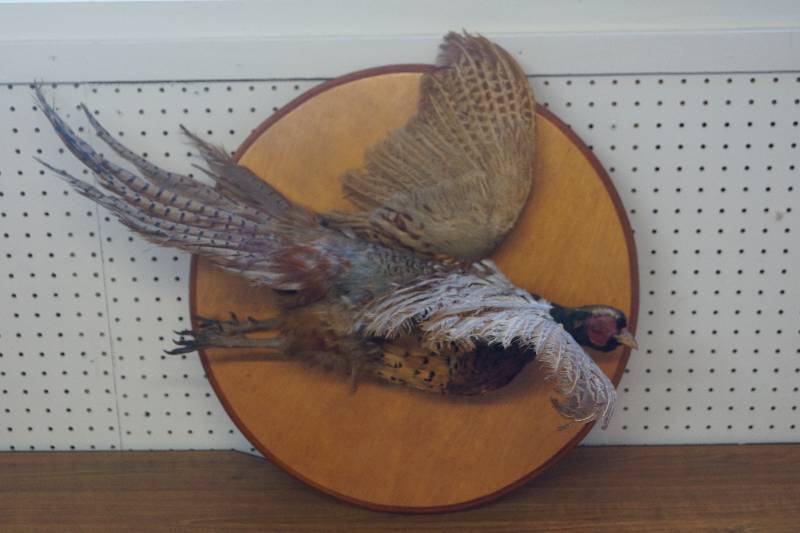 lot 442 image: Mounted Pheasant- Rooster- Hunting Decor