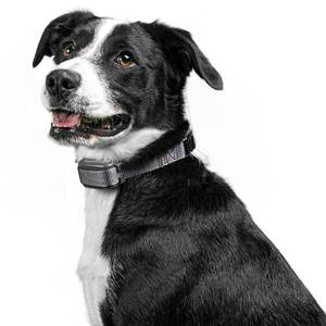 lot 2275 image: Premier Pet Rechargeable Bark Adjustable Collar - Black