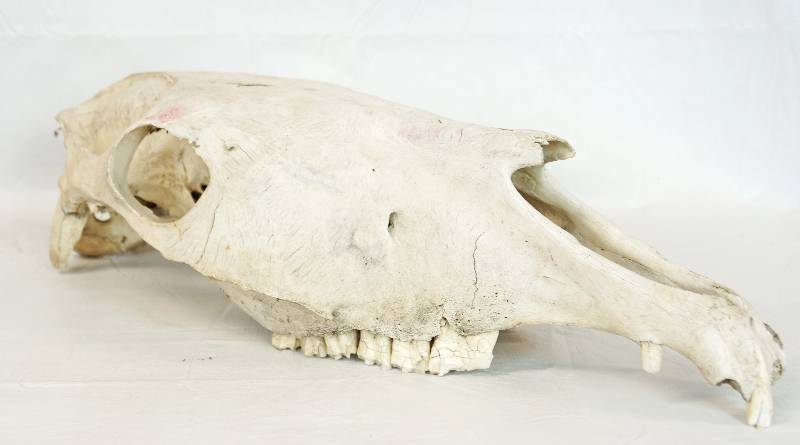 lot 3283 image: Horse Skull - See Photos for Details - Neat