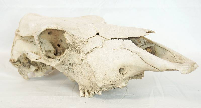 lot 3284 image: Cow Skull - See Photos for Details