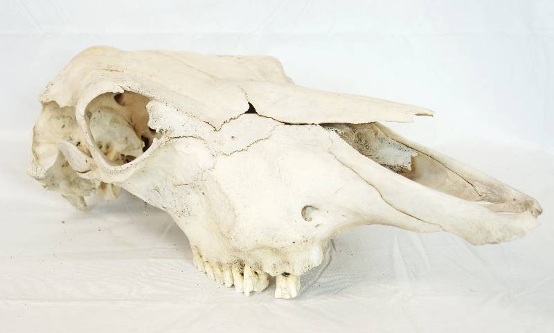 lot 3285 image: Cow Skull - See Photos for Details