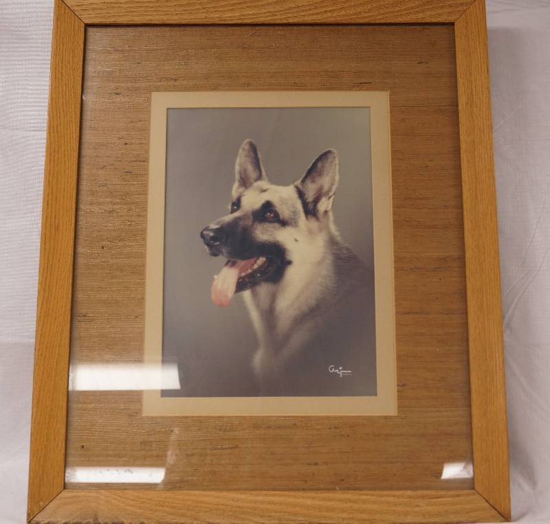 lot 2181 image: Framed German Shepherd  Photo - Very Cute